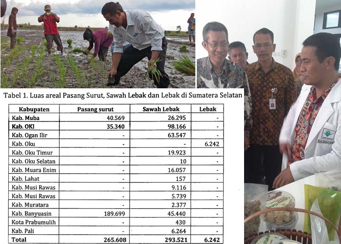 Balitbangtan: Lahan Rawa untuk Pertanian di Musim Kemarau Capai 801.900 Hektar
